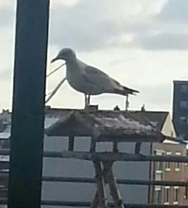 Fewo Wolter Ehemals Central Wohnen 빌헬름스하펜